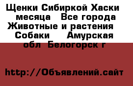 Щенки Сибиркой Хаски 2 месяца - Все города Животные и растения » Собаки   . Амурская обл.,Белогорск г.